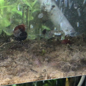 コリドラスのたまご、16日目。大きくなりました。の画像