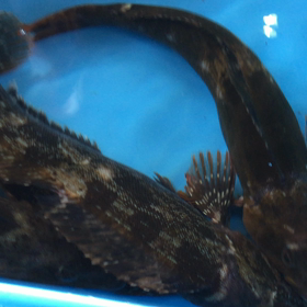 今日は漁が多かった〜！の画像