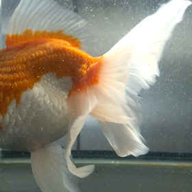 回復しました。の画像