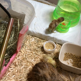 水飲みデビューの画像