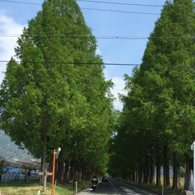 初動画 メタセコイヤ並木の画像