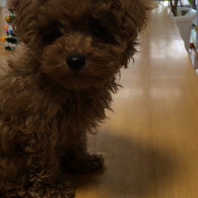 メリーちゃんの画像