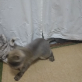 ３秒動画の画像