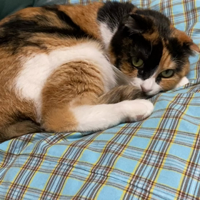 スーパームーンとさぶリナの画像