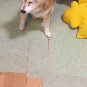 居眠り中の画像