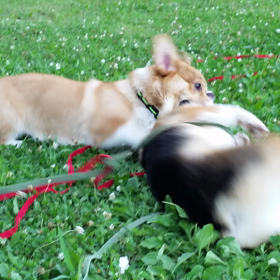 ⑥甥っ子 陽向くんと公園へ動画編の画像