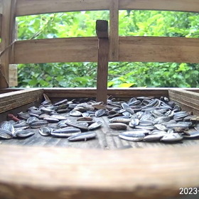 すぎぴたんの事件簿シーズン3　294話（子ヤマガラの食事）の画像