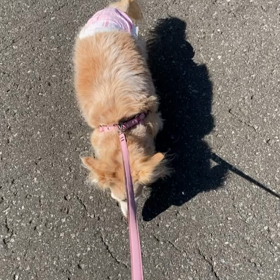 歩いて→止まって、足踏み足踏みの画像