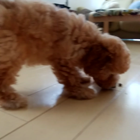 フードを自分で食べない生後2ｹ月のトイプーの画像