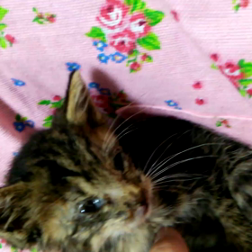 本日のチビチビさん。の画像