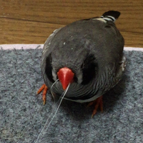 モンちゃん、カジカジの画像