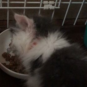 ゴマちゃんの近況 5月14日 6時の画像