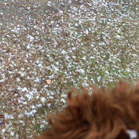 初めての雪の画像