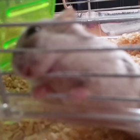 ゴマ！落ち着け！の画像