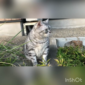 タマ、お散歩しない？の巻の画像