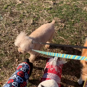 1月31日13わんこと2時間遠足　　代々木公園の画像