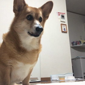 流行りの動画の画像