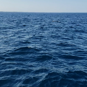 青森テンヤ真鯛part2の画像