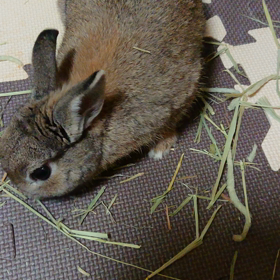 落チモの方が美味しい…？の画像