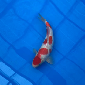 げげげ！アカンやん！の画像