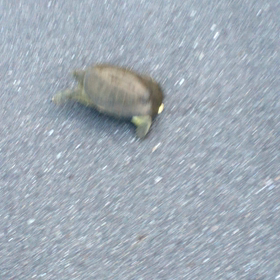 亀太郎の散歩の画像