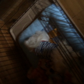 実録！脱出犯？！(；一_一)の画像