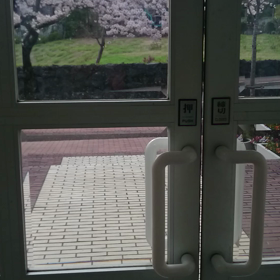 桜並木さくら情報【4月6日・動画】の画像