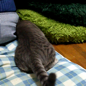 奥にネズミのオモチャがあるのですの画像