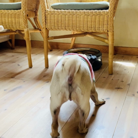 新しい仲間？の画像