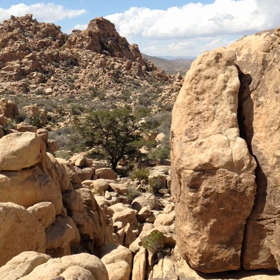 Palms Springs2. Joshua Tree National Parkの画像