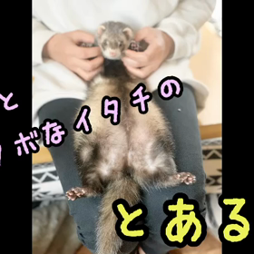 うちのイタチ君❤️の画像