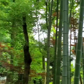 等々力渓谷の画像