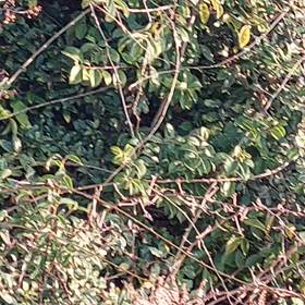 ことし初めてのホーホケキョの画像