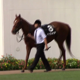 ハウメアは放牧の画像