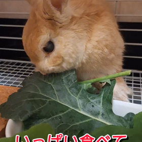 ☆祝☆15歳になりました～(⋆ᵕᴗᵕ⋆).+* | 息子＆うさぎのちぃ