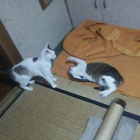 ライオ対、福、そしてライオはワルとチビに、、、の画像