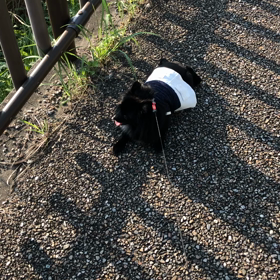 2019年7月23日  お散歩の画像