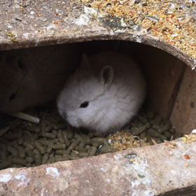 ネザーランドドワーフの画像