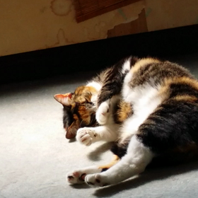 あんず便りの画像