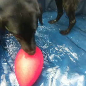 水加減は自分で。【動画だよ】の画像