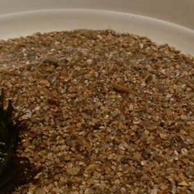 面倒見なさいよ(・ε・｀)の画像