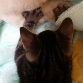 ふみふみの画像