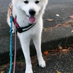 今朝はいまいちの散歩。走らないなあ❗散歩後のフードの食いつきも反応遅い。もっとうまいものよこせアの画像