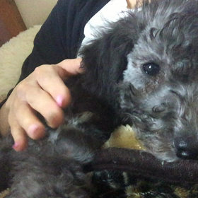 ▶︎トントンの画像