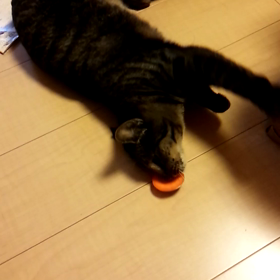 よし子と人参２（｡ӧ◡ӧ｡）の画像