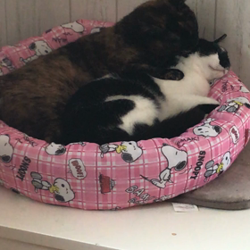 わさびとゆうがいちゃついています。の画像