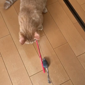 たまちゃん動画の画像