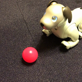 aibo 3日目の画像