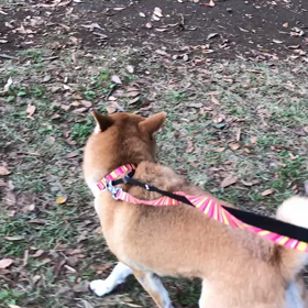 ♪お散歩動画♪代々木公園♪の画像