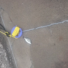 本日の釣果の続きの画像